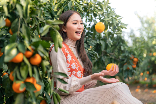 freshness carefree traveller asian attractive woman female enjoy havest tangerine orange field garden, jeju island, south korea - close up women horizontal citrus fruit - fotografias e filmes do acervo