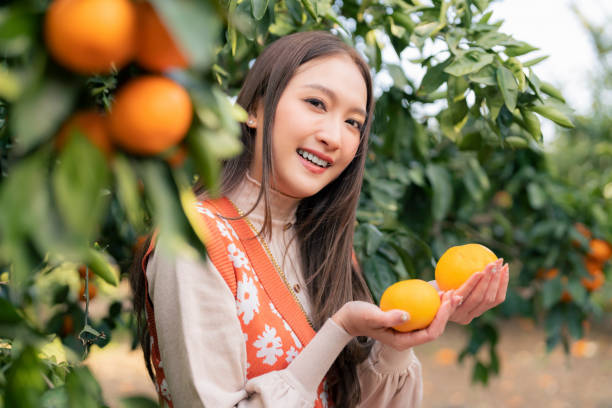 freshness carefree traveller asian attractive woman female enjoy havest tangerine orange field garden, jeju island, south korea - close up women horizontal citrus fruit - fotografias e filmes do acervo