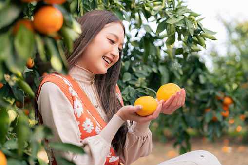 Freshness carefree traveller Asian attractive woman female enjoy havest Tangerine orange Field garden, Jeju Island, South Korea