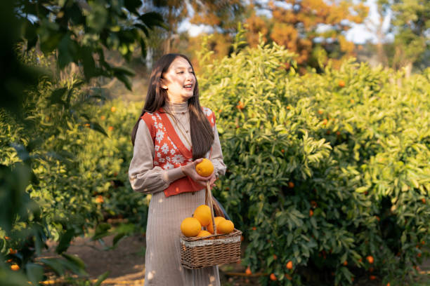 freshness carefree traveller asian attractive woman female enjoy havest tangerine orange field garden, jeju island, south korea - close up women horizontal citrus fruit foto e immagini stock