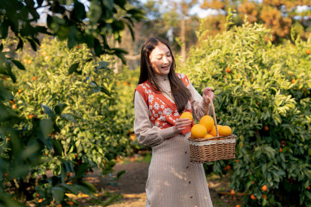 freshness carefree traveller asian attractive woman female enjoy havest tangerine orange field garden, jeju island, south korea - close up women horizontal citrus fruit foto e immagini stock