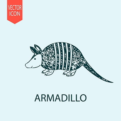 Hand drawn armadillo design vector flat modern isolated illustration