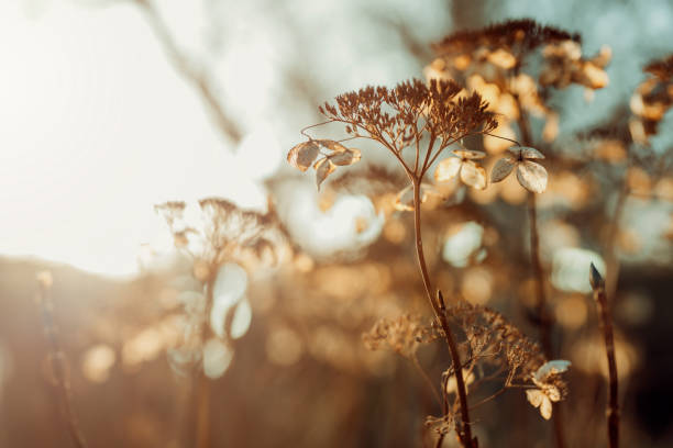 Leaves against sunset Blossom tree and nature background, sunset colors