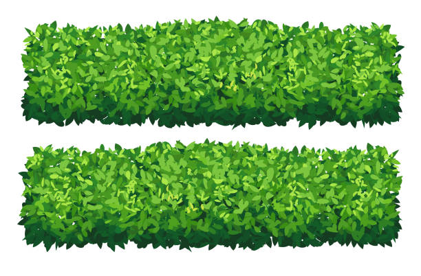 vector garden bush isolated shrub hedge. green bush cartoon grass shrubbery plant. - hecke stock-grafiken, -clipart, -cartoons und -symbole