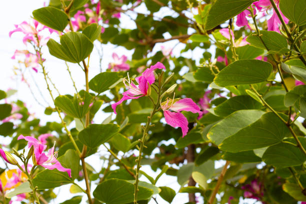istock Bauhinia purpurea tree with pink flower 2029481108