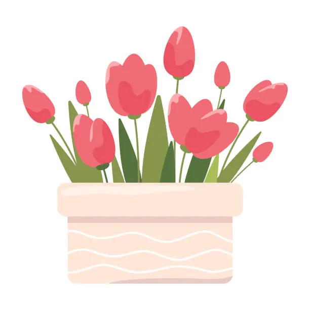 Vector illustration of Red tulips flowers and green leaves in a box