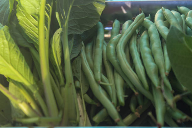 The garden's own harvest is in the form of green beans (Phaseolus vulgaris L) and green mustard greens (Brassica chinensis var. parachinensis) in stainless steel containers