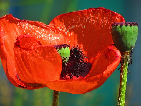 Big red poppy with green leafs in the wind.