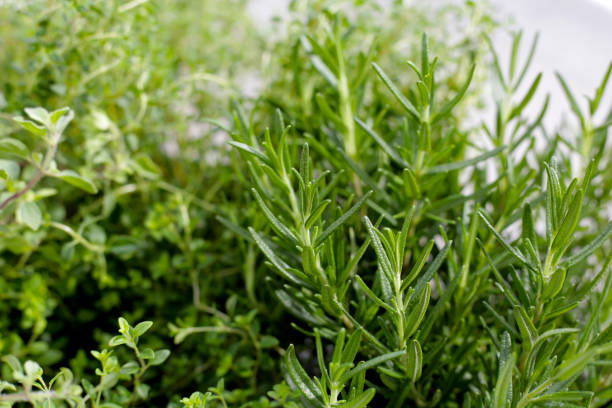 istock Fresh herbs in the garden 2029519444