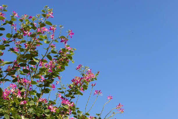 Bauhinia purpurea tree with pink flower