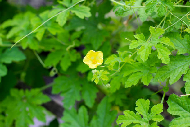 istock Bitter gourd plant green leaves with flower 2029530810
