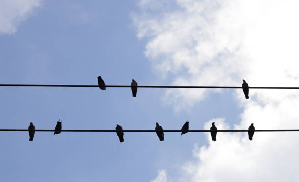istock Silhouette birds on wire cable against blue sky 2029541155