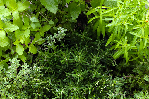 Fresh herbs in the garden