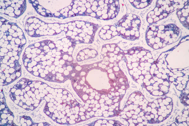 istock Anatomy and Histological Red Bone marrow Human and Tendon human under the microscope for education. 2029562098