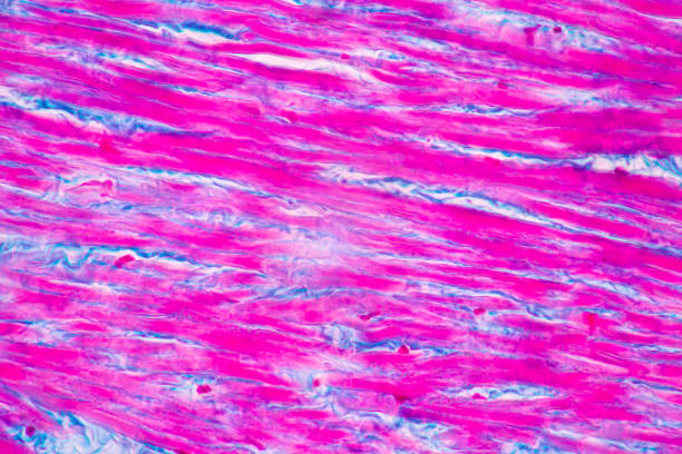 istock Anatomy and Histological Red Bone marrow Human and Tendon human under the microscope for education. 2029565277