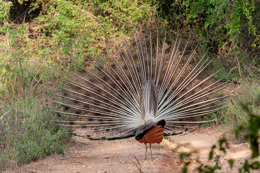 Indian male peafowl /peacock (Pavo cristatus) at Udawalawe National Park, Sabaragamuwa and Uva Provinces, Sri Lanka