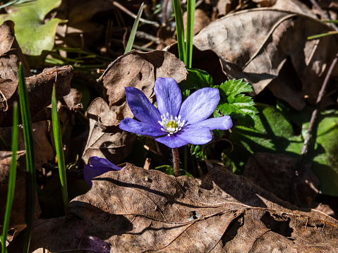 Macro shot of the Common hepatica (Anemone hepatica or Hepatica nobilis) blooming with purple flowers in bright sunlight in the forest. Beautifu and delicate floral spring background