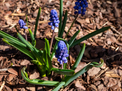 Macro shot of the Muscari bourgaei flowering with blue flowers in the garden