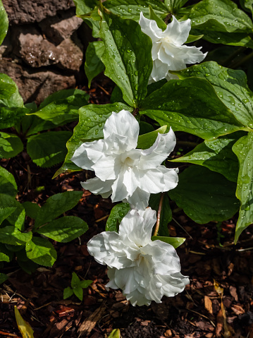 American wake-robin (Trillium grandiflorum) 'Snow bunting' flowering with solitary, brilliant-white, fully double flowers in the garden in summer after rain