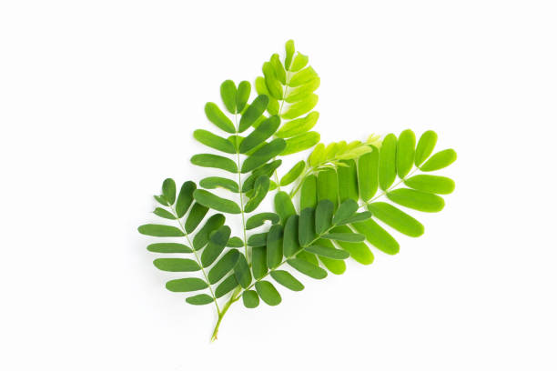 istock Tamarind leaves on white background. Top view 2029579976