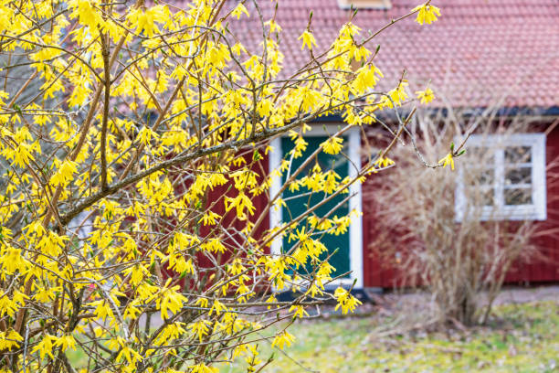 Flowering forsythia shrub by a red cottage Flowering forsythia shrub by a red cottage forsythia garden stock pictures, royalty-free photos & images