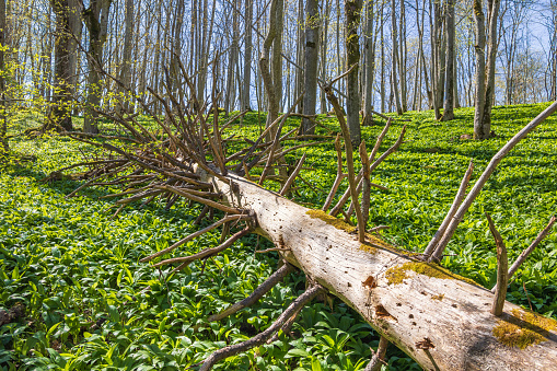 Fallen tree snag in a woodland with green ramsons leaves at springtime