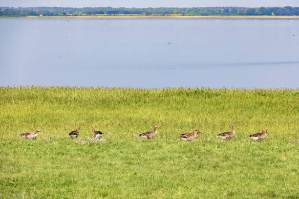 Serene scene of ducks gracefully swimming together in a tranquil lake. Group of ducks gliding across a calm lake, creating gentle ripples in the water