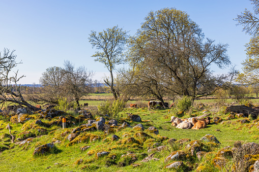 Budding grove of trees with resting cattles in spring