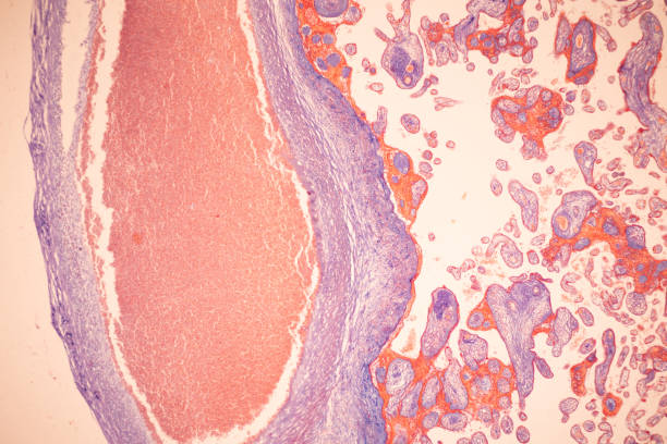 istock Histological Placenta human and Umbilical cord Human under the microscope for education. 2029590462