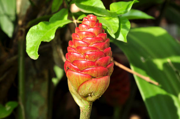 istock Zingiber zerumbet - This plant has been used as traditional medicine 2029592639