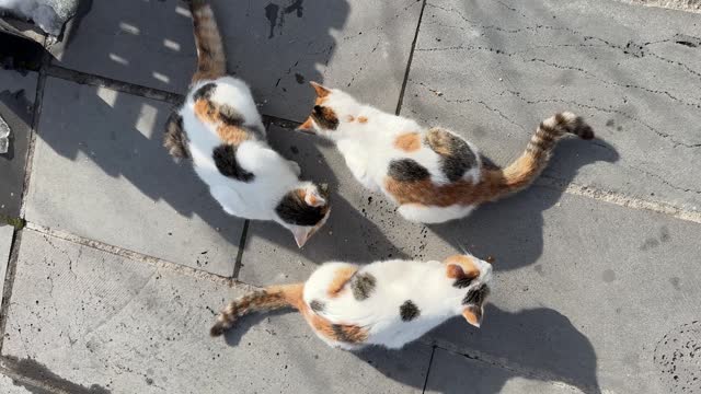 Three calico cats eating on a concrete pavement, their distinct patterns and colors bright in the sunlight.