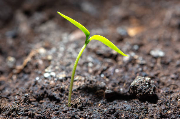 istock A tomato comes from a seed in the ground in the spring. Macro 2029598267