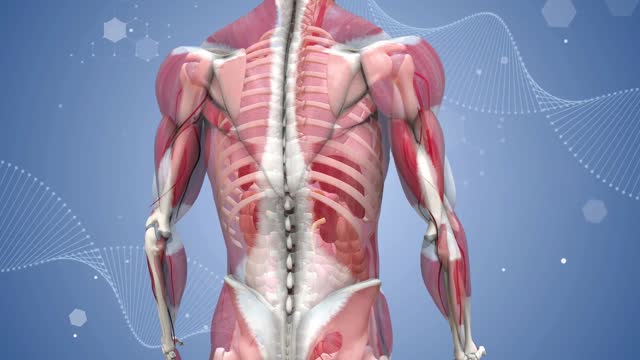 bones in the human body
