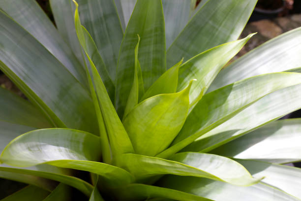 istock Bromeliad in the garden. Colorful plant leaves 2029603433