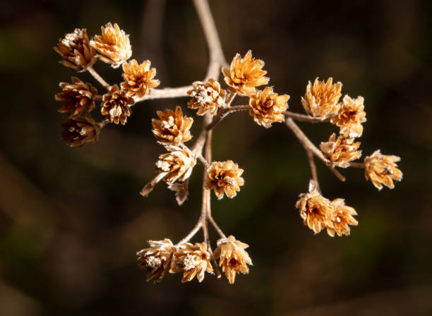 istock Closeup of dry grass flowers 2029605545