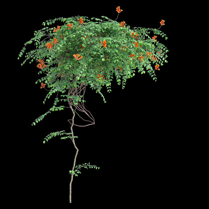 3d illustration of creep plant Campsis radicans bush isolated on black background
