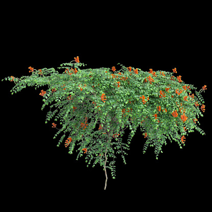 3d illustration of creep plant Campsis radicans bush isolated on black background