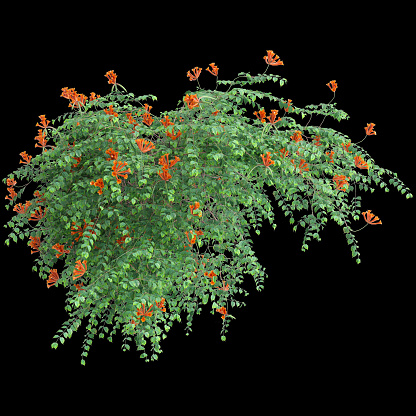 3d illustration of hanging plant Campsis radicans isolated on black background