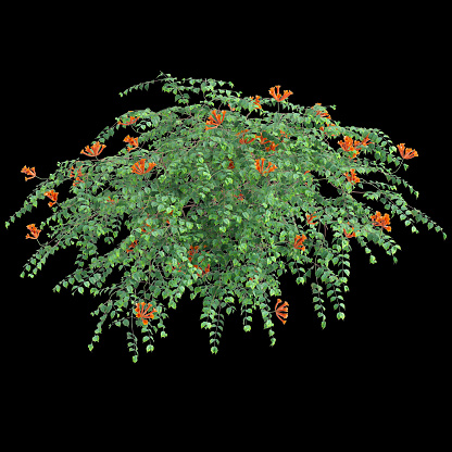 3d illustration of hanging plant Campsis radicans isolated on black background