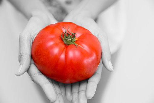Tomato in hand for high lycopene nutrition vitamin good vegetable food for health