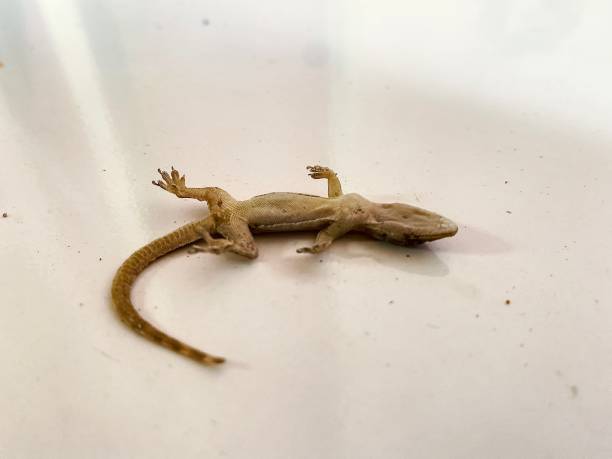 Dry House Lizard - gecko isolated on white background