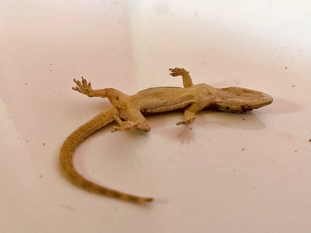 istock close-up of a dead lizard on slightly dusty white ceramic 2029627700