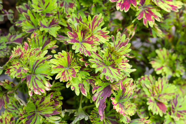 istock Painted nettle plant in the garden 2029629823