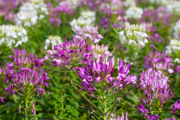 istock Cleome spinosa flower in the park 2029638125