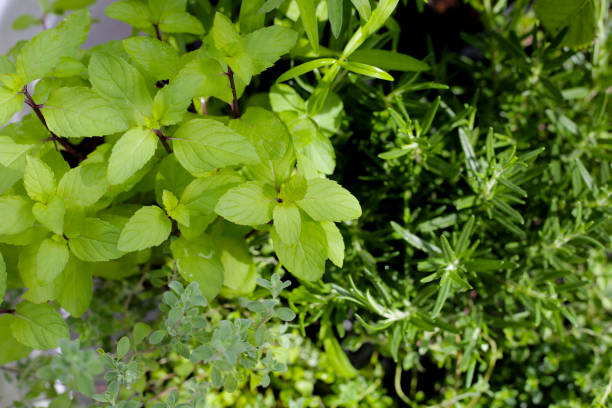 istock Fresh herbs in the garden 2029658067