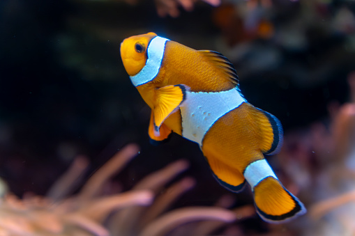 Colorful fish in aquarium Amphiprion ocellaris