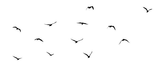 istock flock of birds silhouette isolated on transparent  white background 2029680976