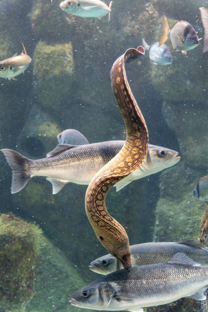 istock Colorful fish in aquarium 2029683746