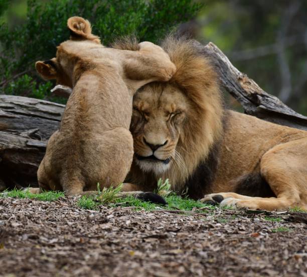 istock Male lion with cub 2029686417