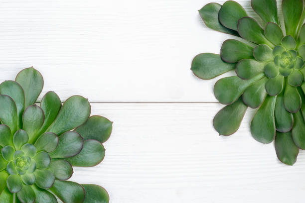 istock Green aeonium plants on a white wooden background, from above view 2029689667